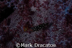 Face to Face by Mark Dracatos 